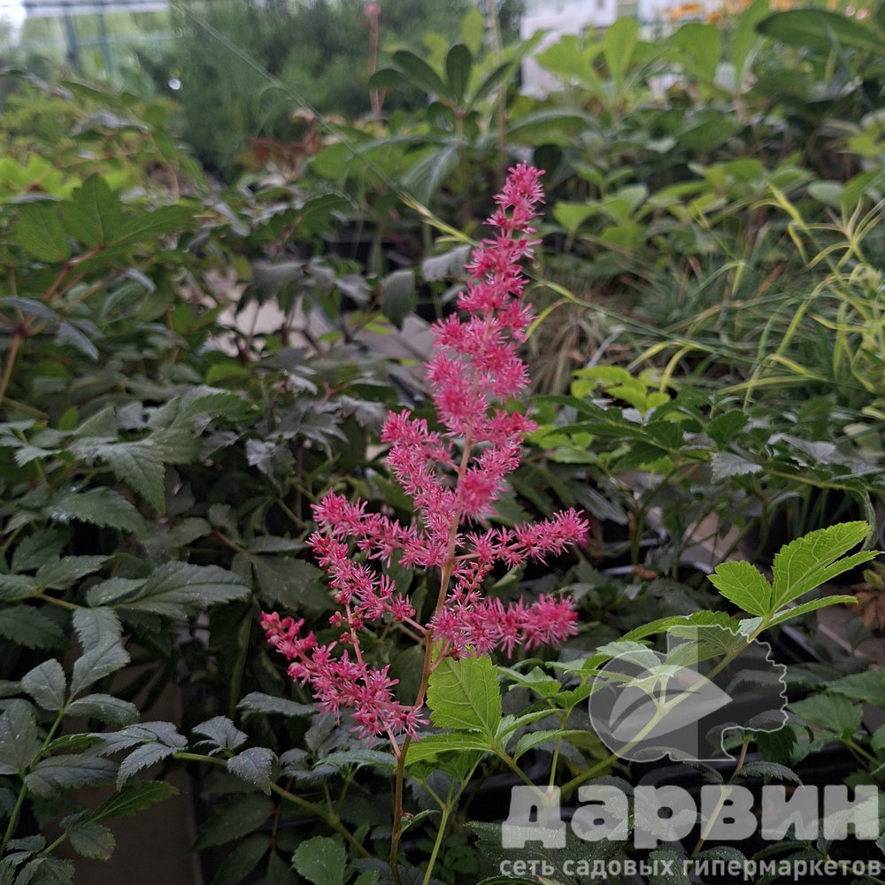 Астильба Джамп энд Джайф v2 Tim 