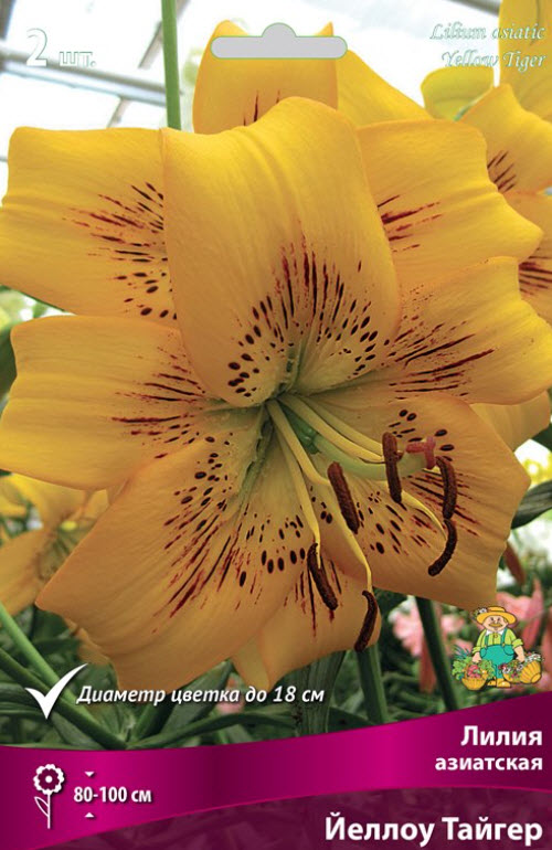 Луковица Лилия азиатская Йеллоу Тайгер 14/16  2шт. Поиск 
