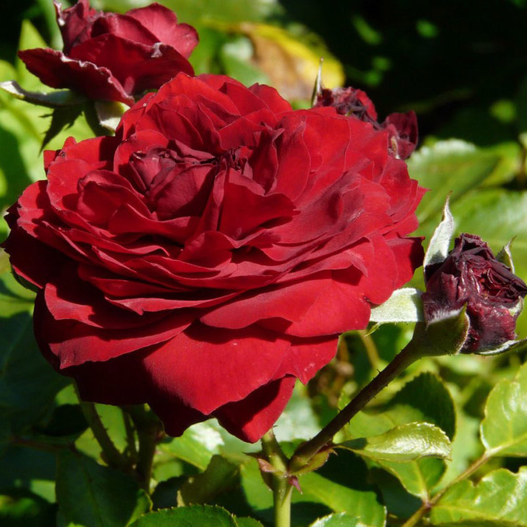 Роза флорибунда Роткепхен 5л Dem 