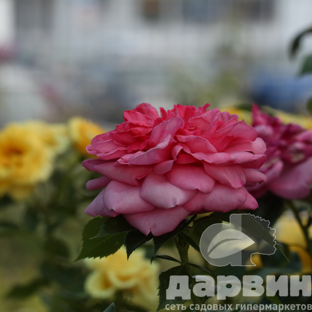 Роза флорибунда Барлебург штамб 90-100 v5 Tim ватермарка