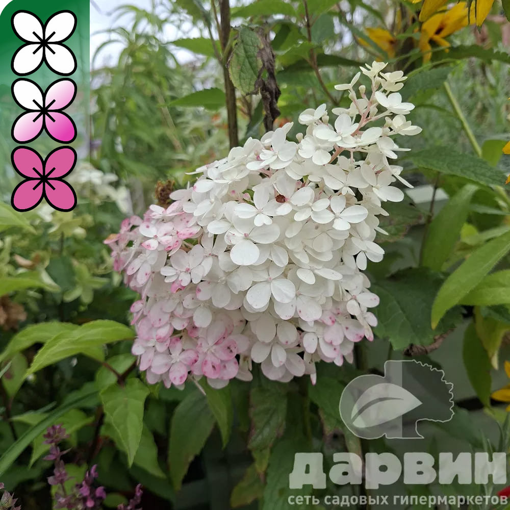 Гортензия метельчатая Ванилла Фрайз v3 Lav 