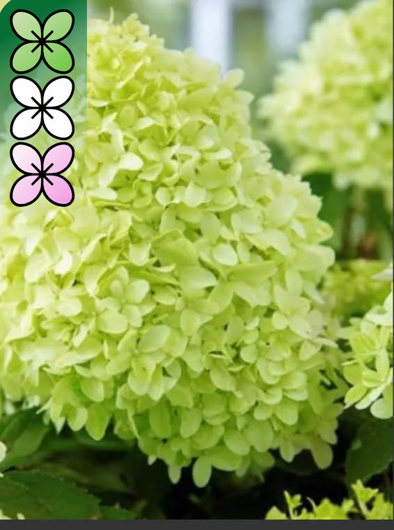 Гортензия метельчатая Пандора С5 FD