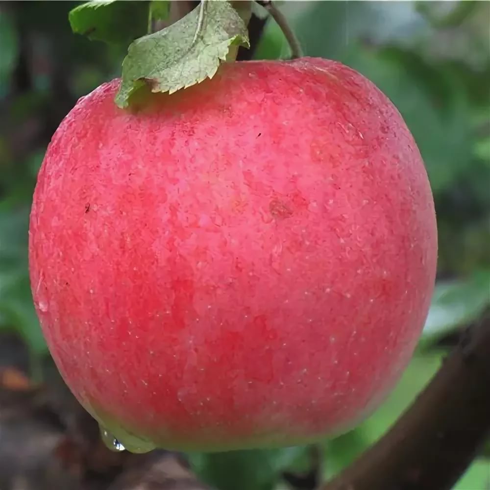 Яблоня Жигулевское v7 100-120 Tim 