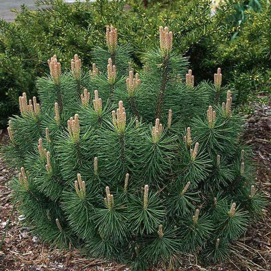 Растение сосна горная Памакел 70/+, C45 Ks 