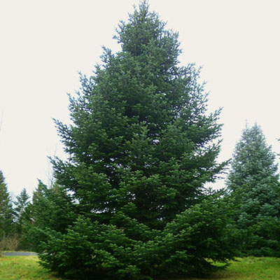 Растение  пихта одноцветная braune Zapfen 60-80 по цене  Растение  пихта одноцветная braune Zapfen 60-80