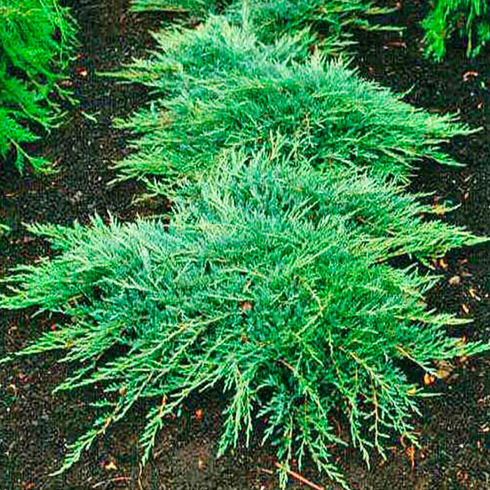 Растение можжевельник горизонтальный Джет Ривер с7,5, 30-40см 