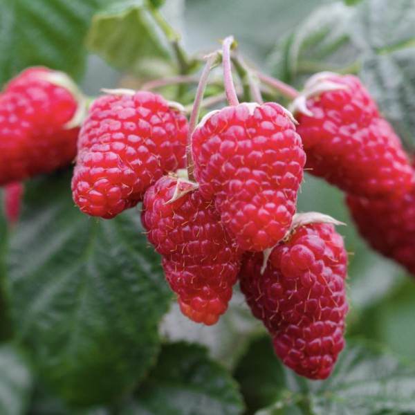 Малина крупноплодная Патриция, красная в коробке Tim 