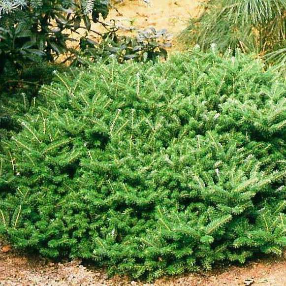 Растение пихта корейская Компакта с5, 30-40см 
