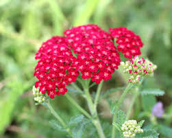 Тысячелистник обыкновенный Флабербест Ред Шейдс (С3) ЦО 