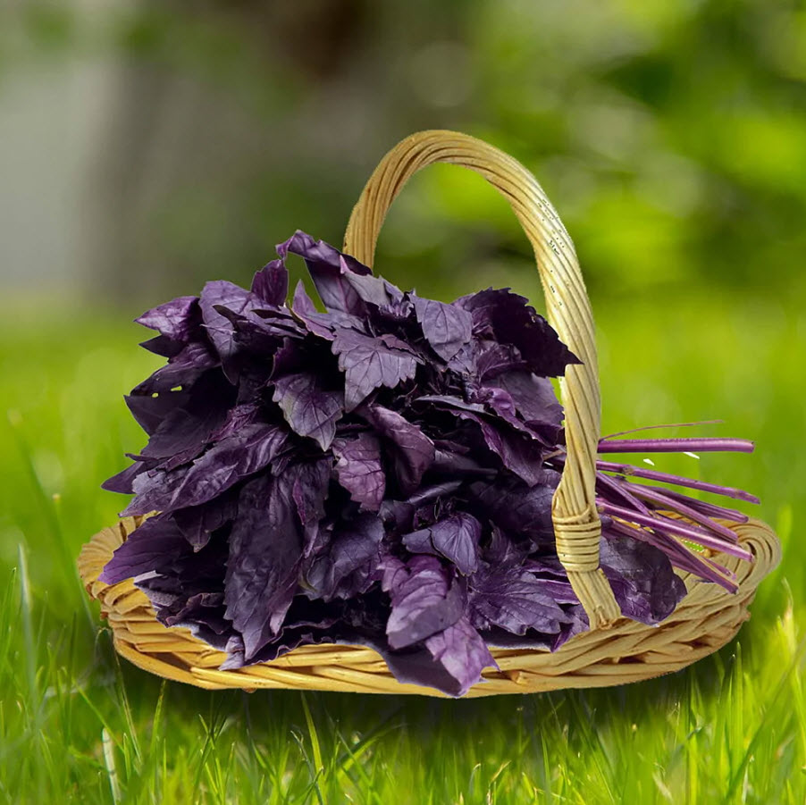 Рассада Базилик Пурпурные звезды к6 ХР 