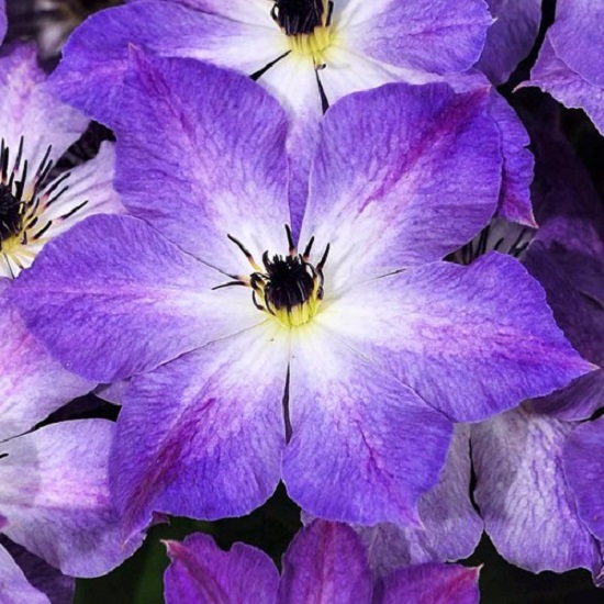 Клематис Клаудбёрст v2 Tim 