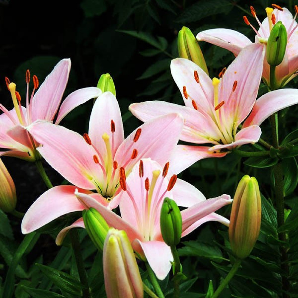 Луковица Лилии Кьянти 14/16 3 шт 