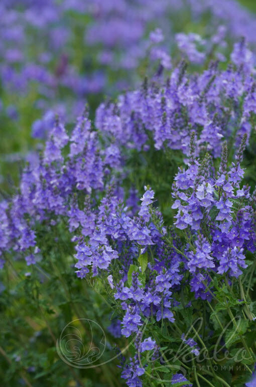 Вероника Роял Блю d12 ХР 