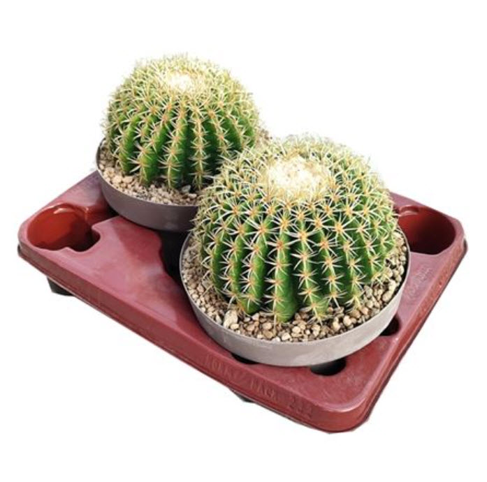 Эхинокактус Грузони Бревиспинус d15 h16 