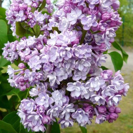 Сирень обыкновенная Монтень v2 Lav 