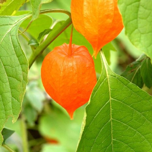 Физалис обыкновенный С5 