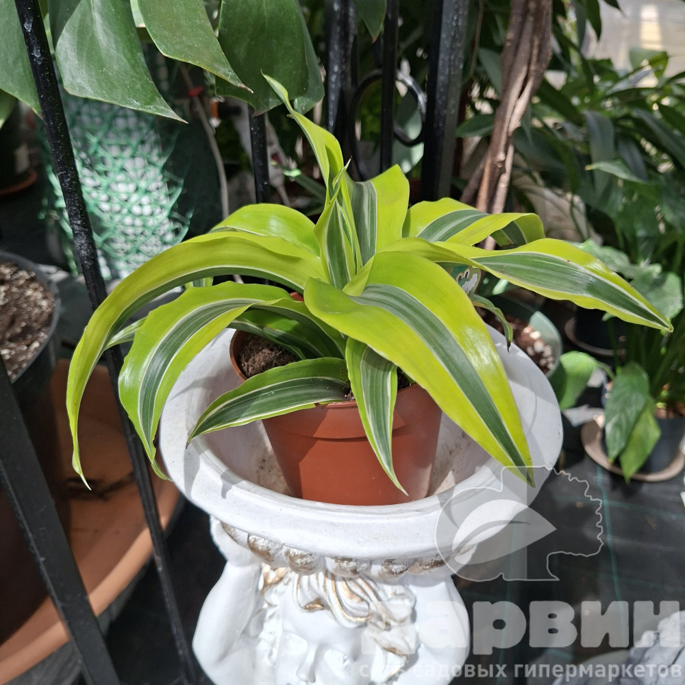 Драцена Копстек Лемон Сюрпрайз d12 h22 