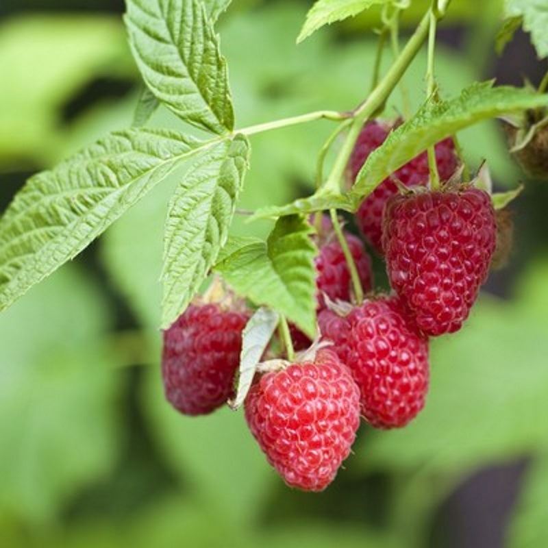 Малина ремонтантная Недосягаемая красная v1 Tim по цене  Малина ремонтантная Недосягаемая красная v1 Tim