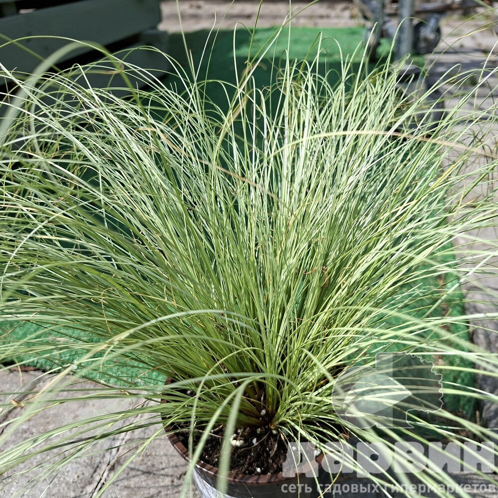 Осока власовидная Амазон Мист d12 Tim 