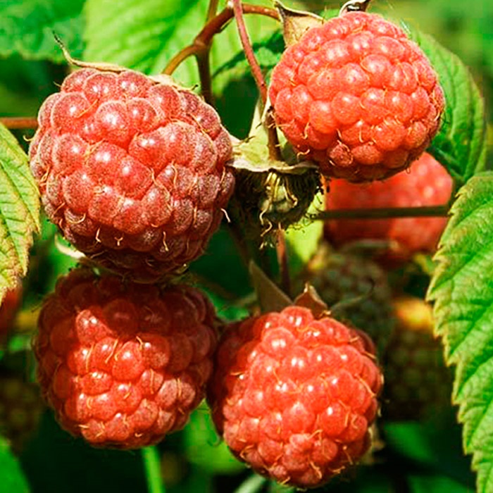 Малина Пересвет красн v3 Lav 