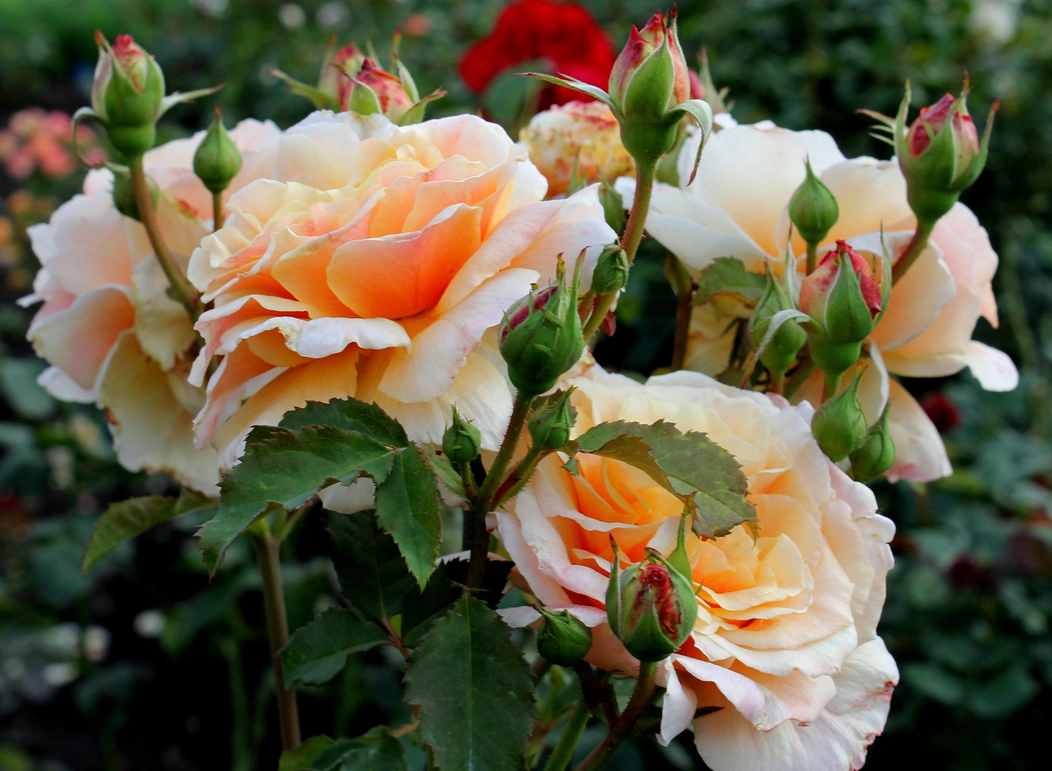 Роза чайно-гибридная Карамелла v5 Lav 