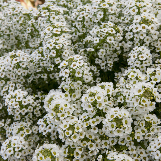 Алиссум ампельный Норс Файс белый D23 ПВ 