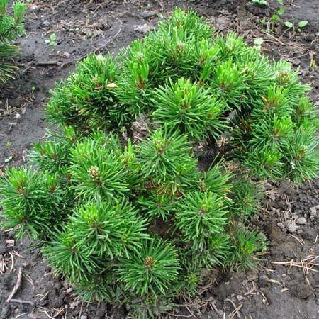 Растение сосна горная 40-50см 