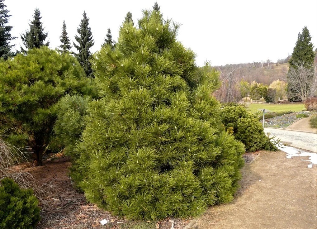 Сосна черная Нана 50-60 cm Mt 