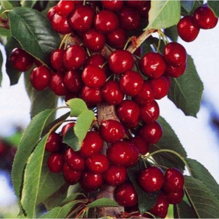 Вишня колоновидная Восторг v5 80-100 Lav 