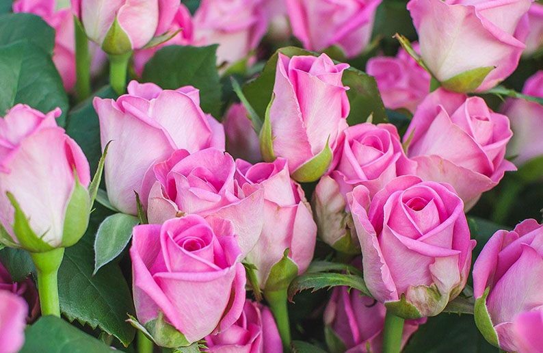 Роза чайно-гибридная Аква в коробке Аэлита 