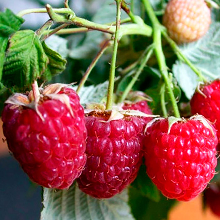 Я_Малина ремонтантная Жар Птица, красная v2 Tim-FT 