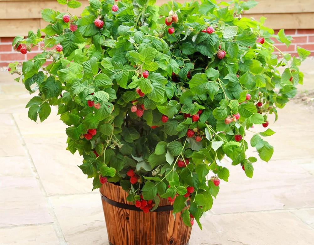 Малина карликовые сорта Руби Бьюти С3/С4 Н20-40 ЦО 