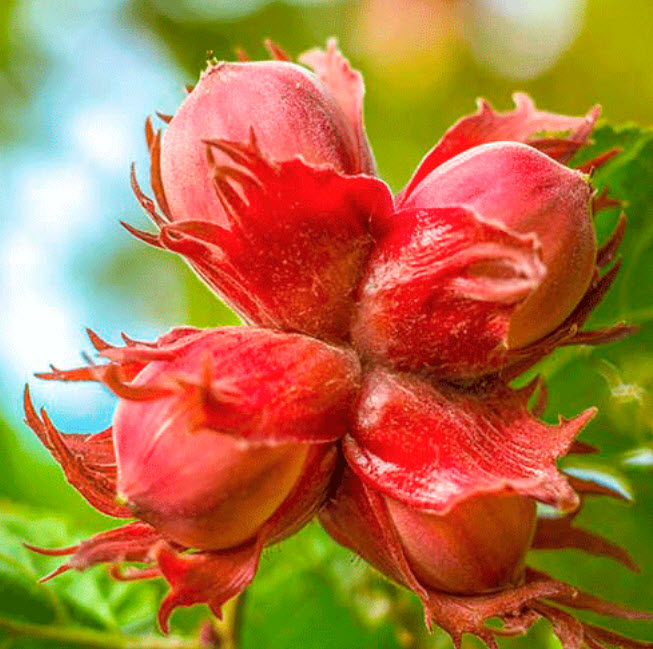 Орех Фундук Московский Рубин v3 ХР 