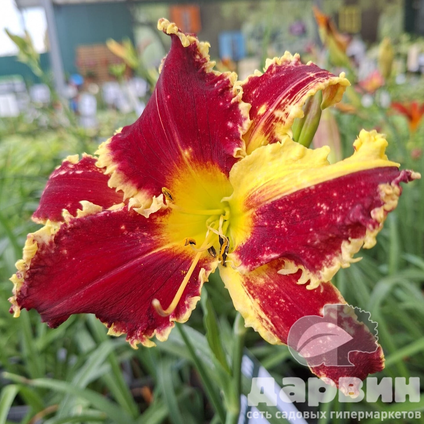 Лилейник Ред Сакура v2 Tim 