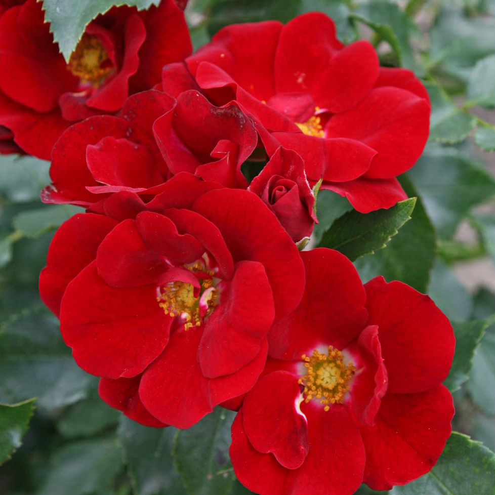 Роза флорибунда Марондо v5 Dem 