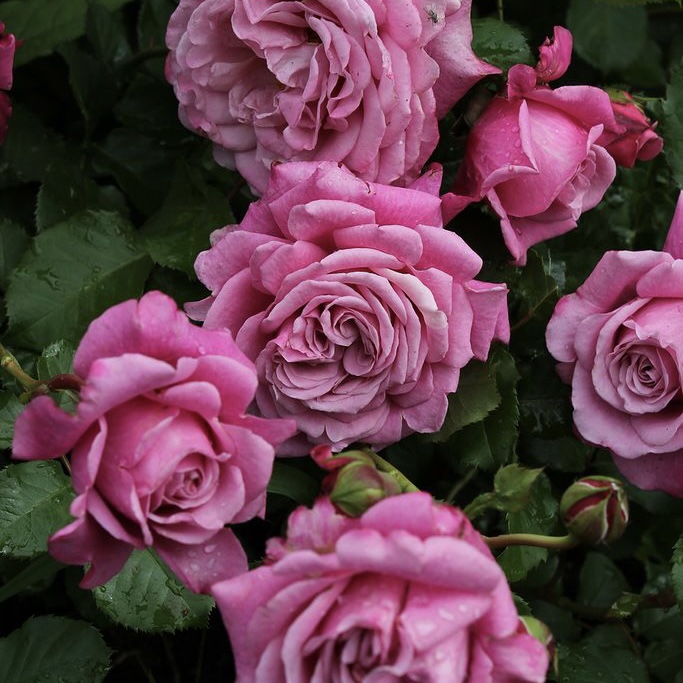 Роза кустовая Агнесс Шилленгер v5 Lav 