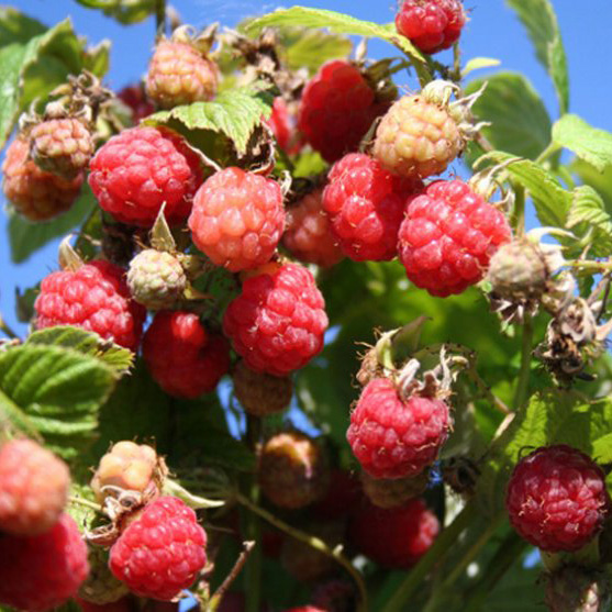 Малина обыкновенная Хейса красная v1 Tim 