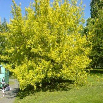 Клен ясенелистный Одессанум 120-160см 