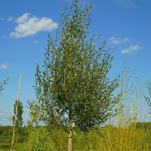 Ива декоративная Стрела Купидона v3 100-120 Sav 