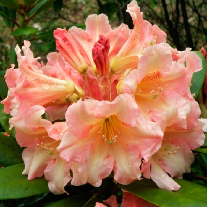 Рододендрон гибридный Флаутандо c5 