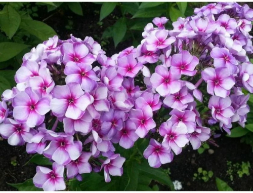 Флокс метельчатый "Виринея" P9 ЕТК 