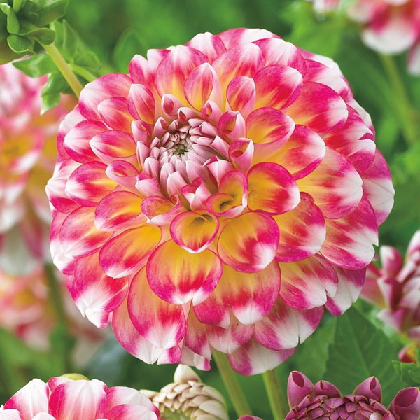 Клубень Георгина Гавайи НЛ, 1шт/уп 