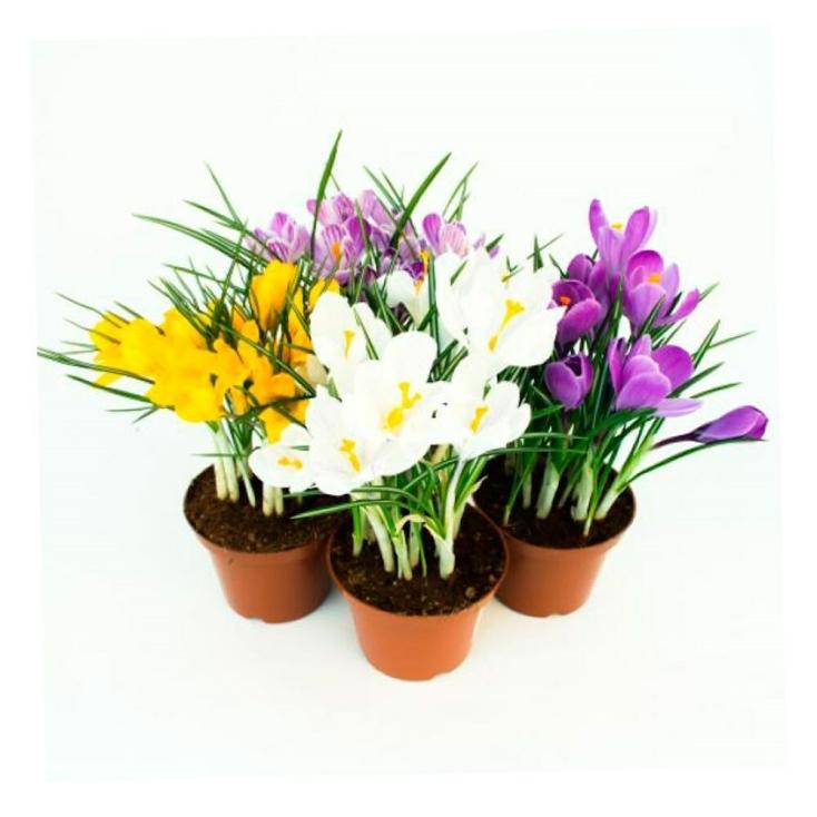 Крокус смесь, 5 лук. D10 