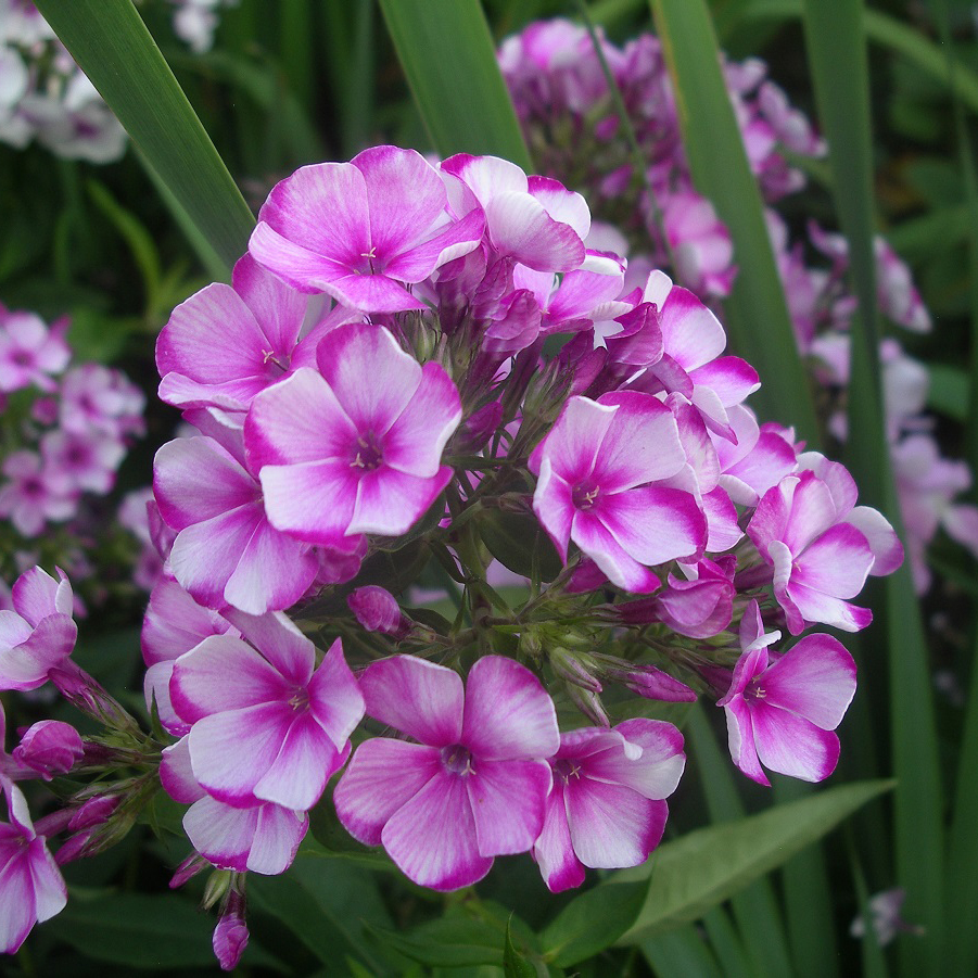 Флокс метельчатый Неон Флер Блю v2 Tim 