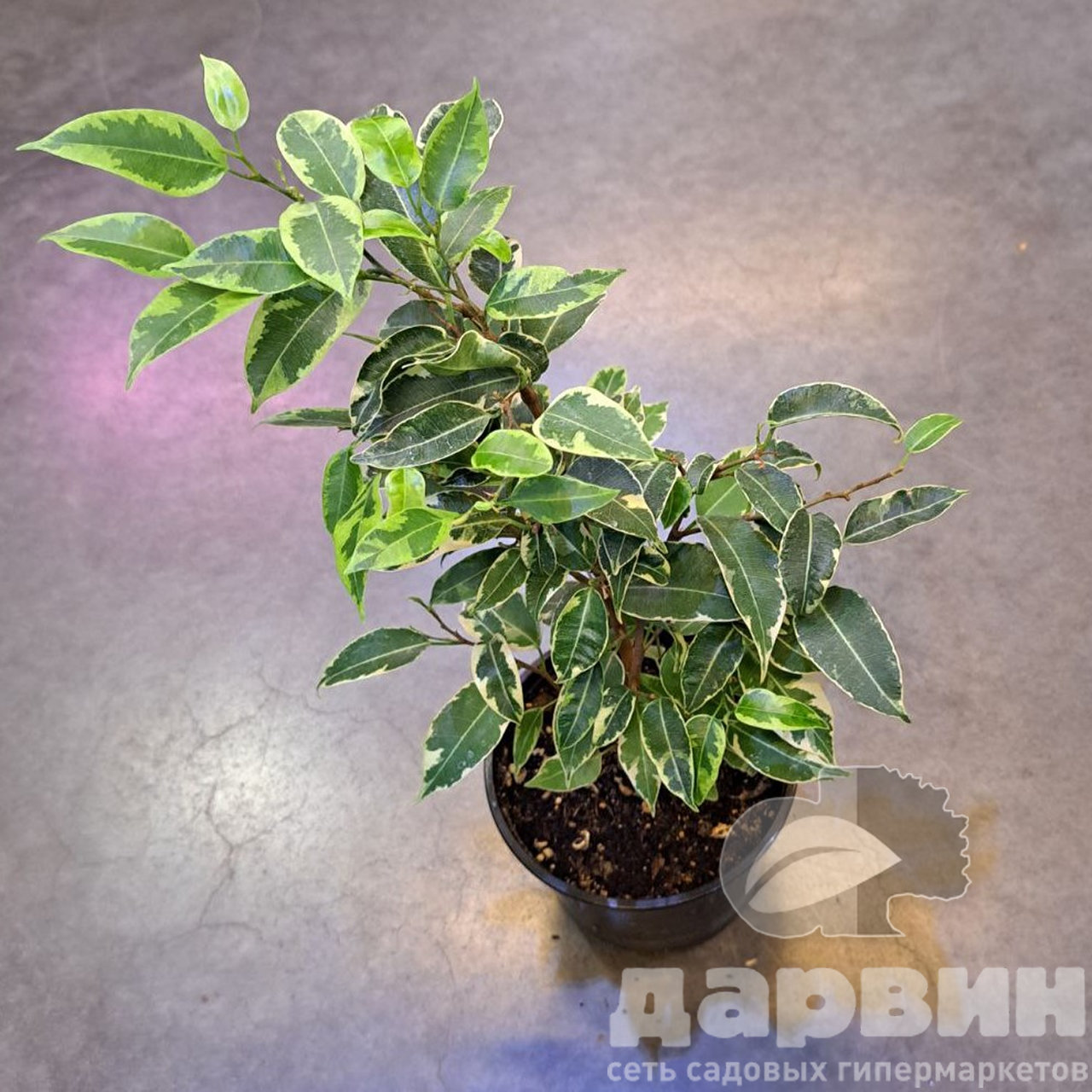 Фикус бенджамина Кинки d12 Tim 