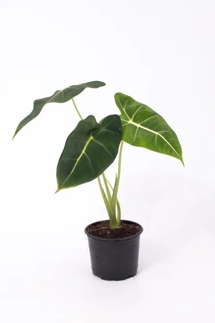 Алоказия d10 ЯР 