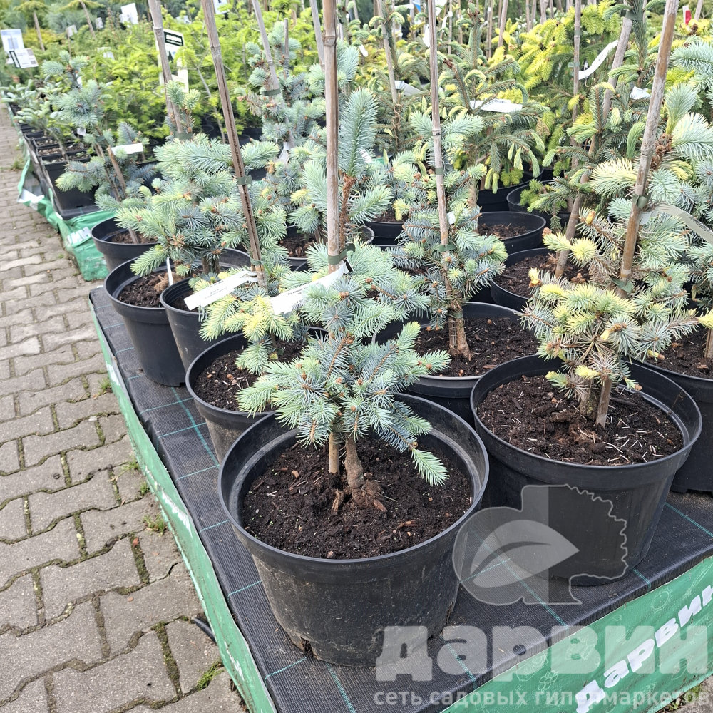 Ель колючая Эдит 40-50 cm met kluit Mt 