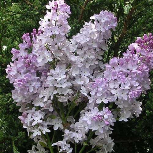 Сирень в асс. Р23 