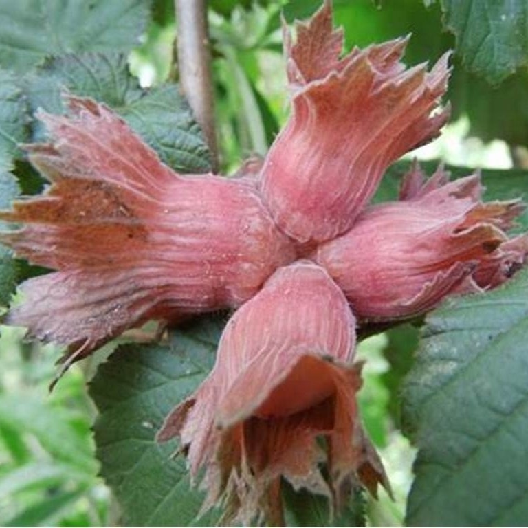 Фундук Пурпурный v2 20-40 Tim по цене  Фундук Пурпурный v2 20-40 Tim