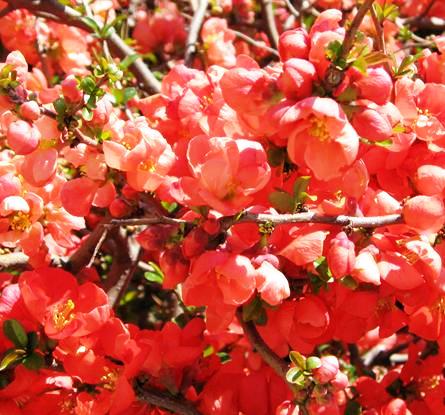 Айва японская Орандж Сторм C35, 60+ YP 